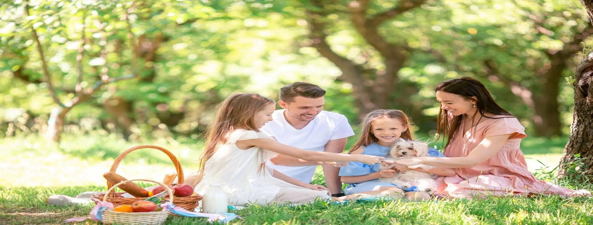 Image for Park Picnics